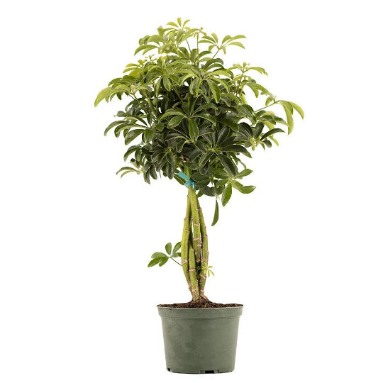 Dwarf Hawaiian Umbrella Bonsai Tree in 6-Inch Pot