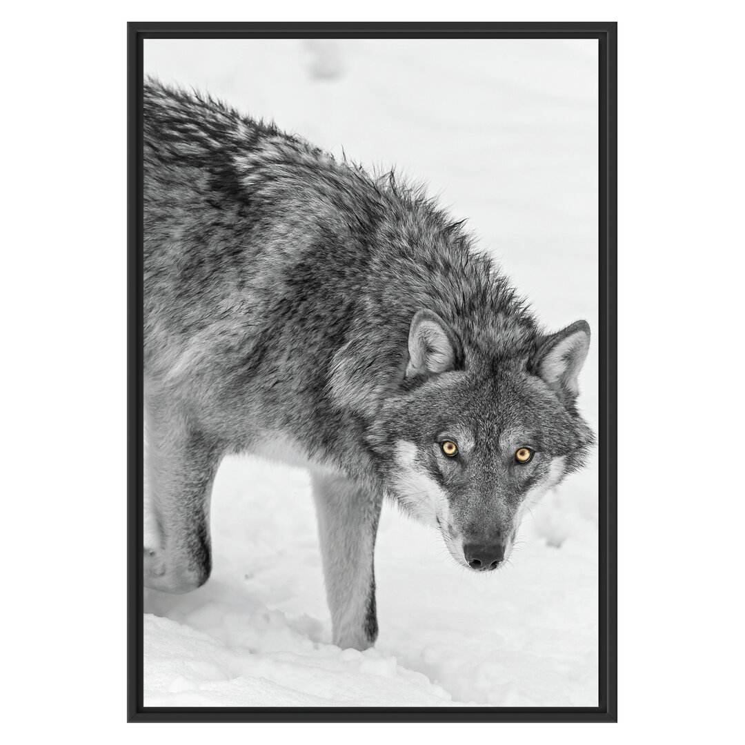 Gerahmtes Wandbild einsamer WolfSchnee