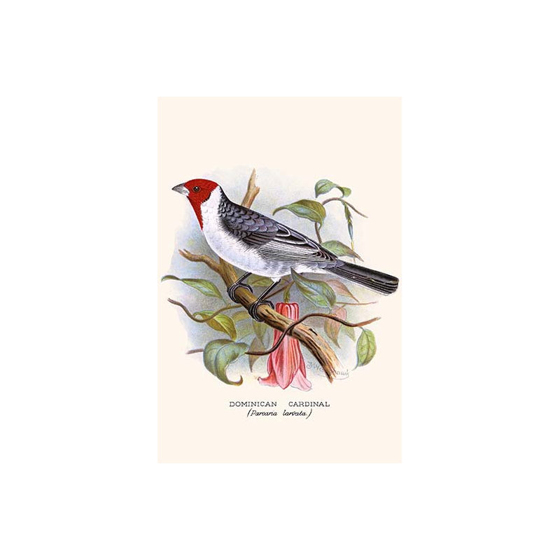 Cardinal dominicain, impression d’art graphique, H 42 po x l 28 po x P 1,5 po