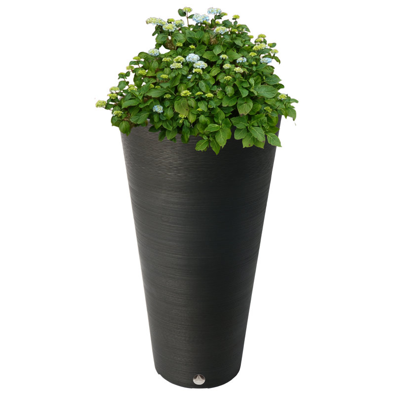 olivenbaum 1 meter Olivenbaum Hochstamm kaufen