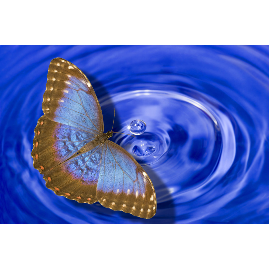 Blauer Morpho Schmetterling - Leinwandbild