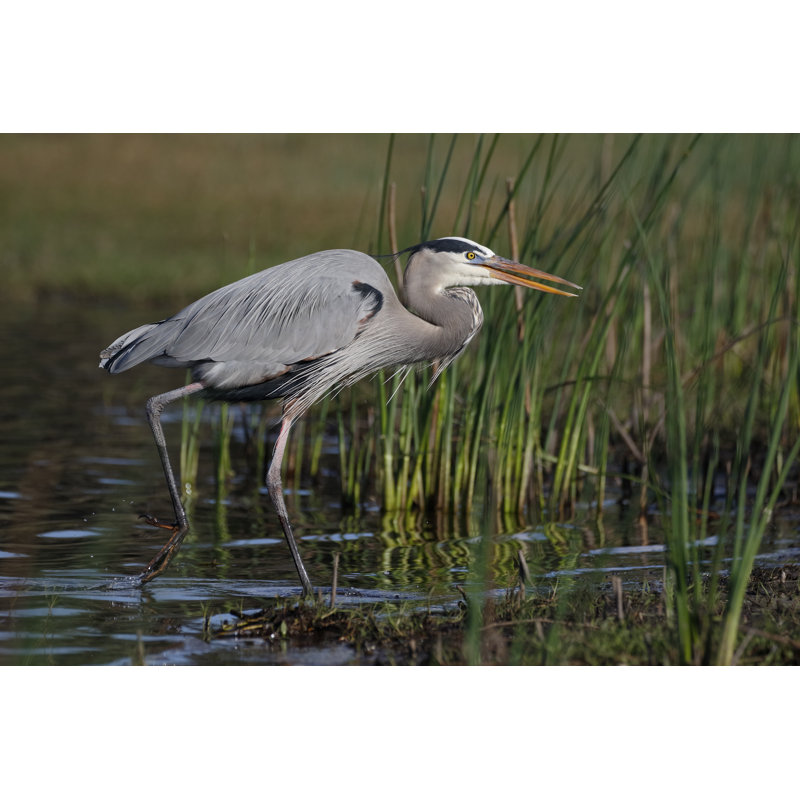 Great Heron Stalking Its Prey - Wrapped Canvas Print, 81cm H x 122cm W