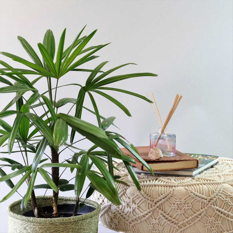 Rhapis Lady Palm in Blue Pot for Indoor and Outdoor Decor