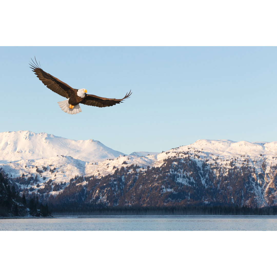 Weißkopfseeadler und schneebedeckte Berge von KenCanning - Leinwandbild