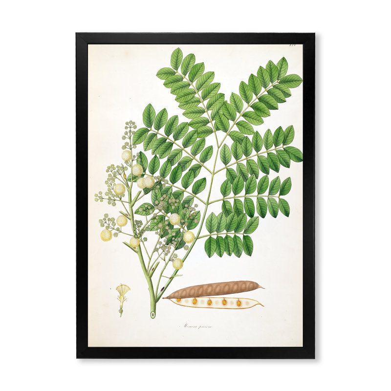 Vintage Botanicals VII - peinture sur toile, H 40 po x l 30 po x 1,5 po, Cadre photo noir