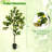 48 " H Faux Lemon Tree in Cement and Plastic / Acrylic Planter-290360998