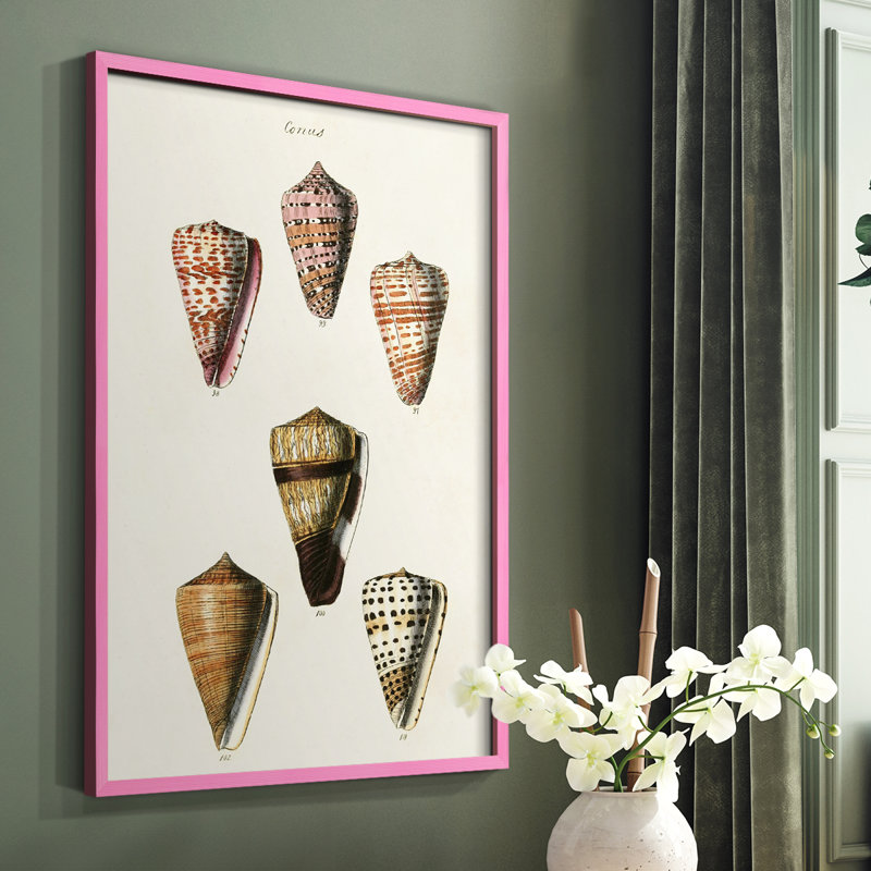 Impression encadrée Cone Shell Collection IV - bois massif, H 10 po x l 8 po, Cadre photo rose simple