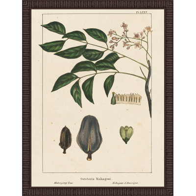 « acajou tree », reproduction d’impression encadrée