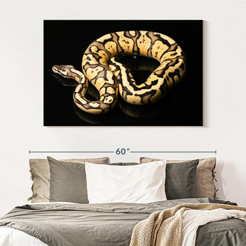Brampt Female Python Snake, 34" H x 51" W