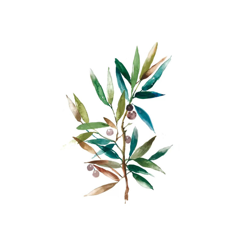 Olive Branch II by Asia Jensen - Wrapped Canvas Painting, 20.32 cm H x 30.48 cm W
