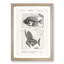 Fish Fossil Illustrations PL. L by Charles D'Orbigny - Picture Frame Painting Print-55730377-55730378