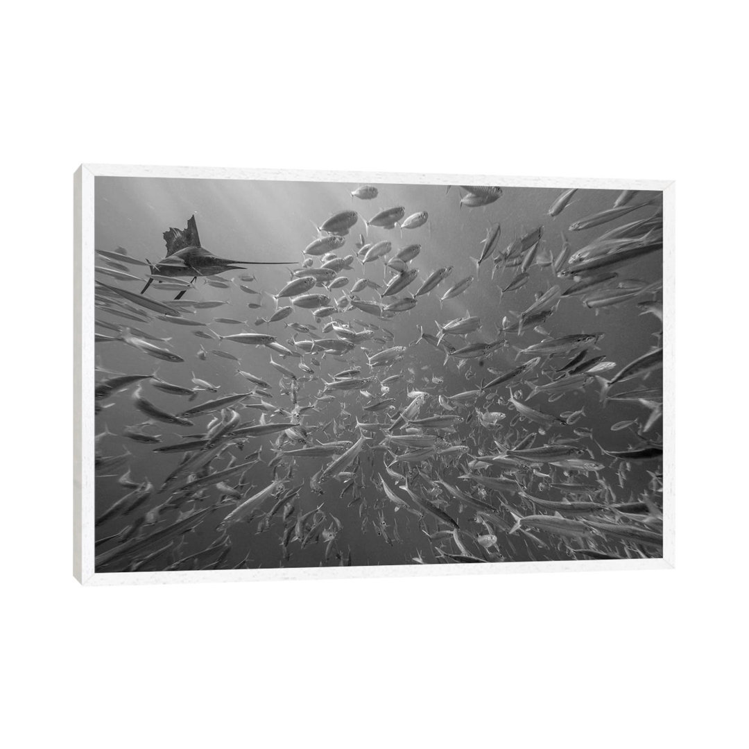 Atlantic Sailfish Hunting Round Sardinella School, Isla Mujeres, Mexico von Tim Fitzharris - Gallery-Wrapped Canvas Gicl...