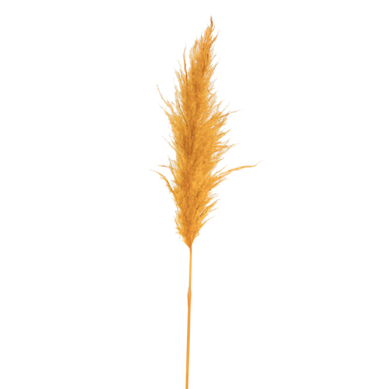 46" Dried Pampas Grass, Aspen Gold