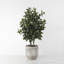 Plante d’huile dans un pot de fleurs