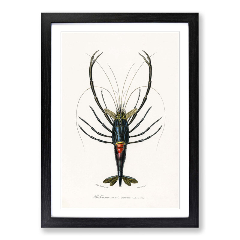 Crimson Crawfish Illustration by Charles D Orbigny - Framed Print, 65cm H x 48cm W x 2cm D, Black Framed