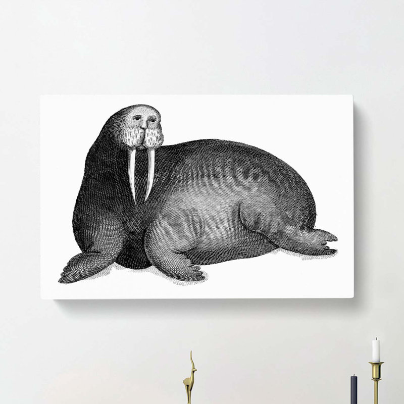 Walrus in Black & White by George Shaw - Wrapped Canvas, 40cm H x 60cm W x 3cm D