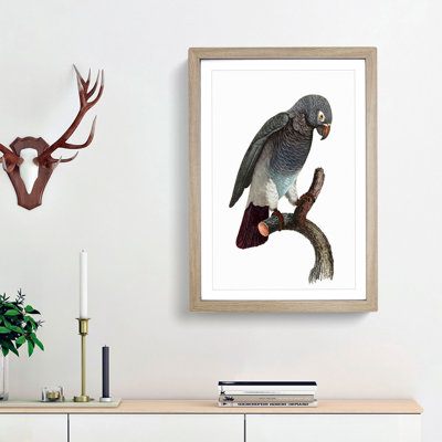 Grey Parrot Perched by F. Levaillant - Picture Frame Painting Print