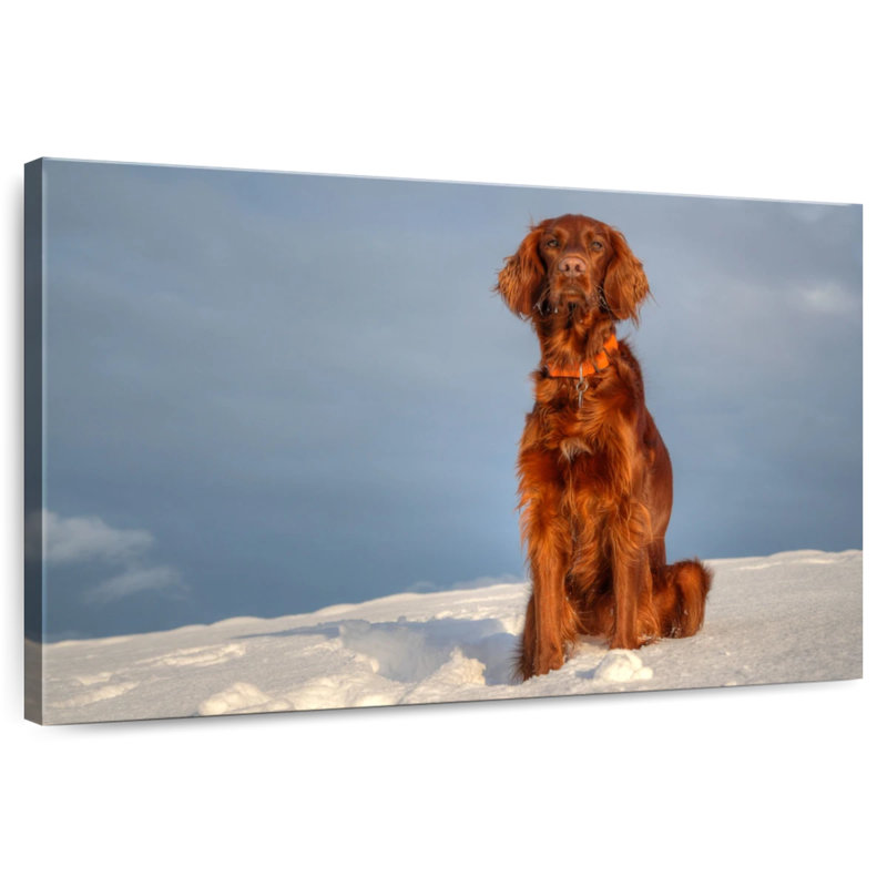 Setter irlandais Brampt sur neige, H 34 po x l 51 po