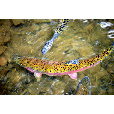 Highland Dunes Rainbow Trout Swimming On Canvas Print