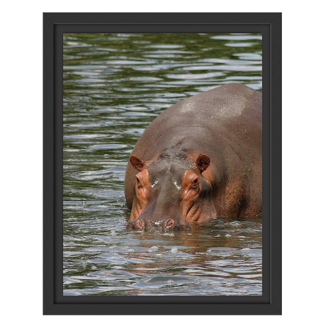 Gerahmtes Wandbild zwei FlusspferdeWasser