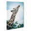 Stretching Giraffe - Wrapped Canvas-55337983