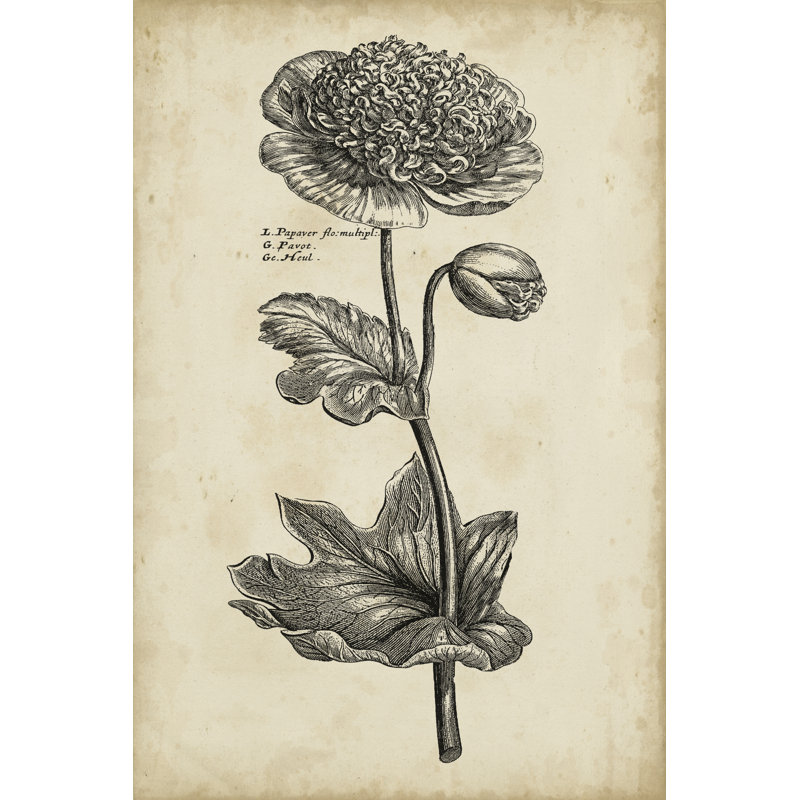 Singular Beauty I by Vision Studio - Wrapped Canvas Print, 46cm H x 30cm W x 3.8cm D
