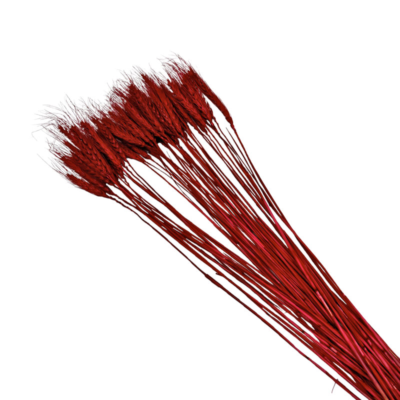 Bouquet de blé séché préservé Madaket, Rouge