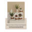 Plante grasse de 7,87 po