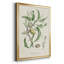 Antique Ammond Botanical IV, reproduction encadrée sur papier-88436193-88436189