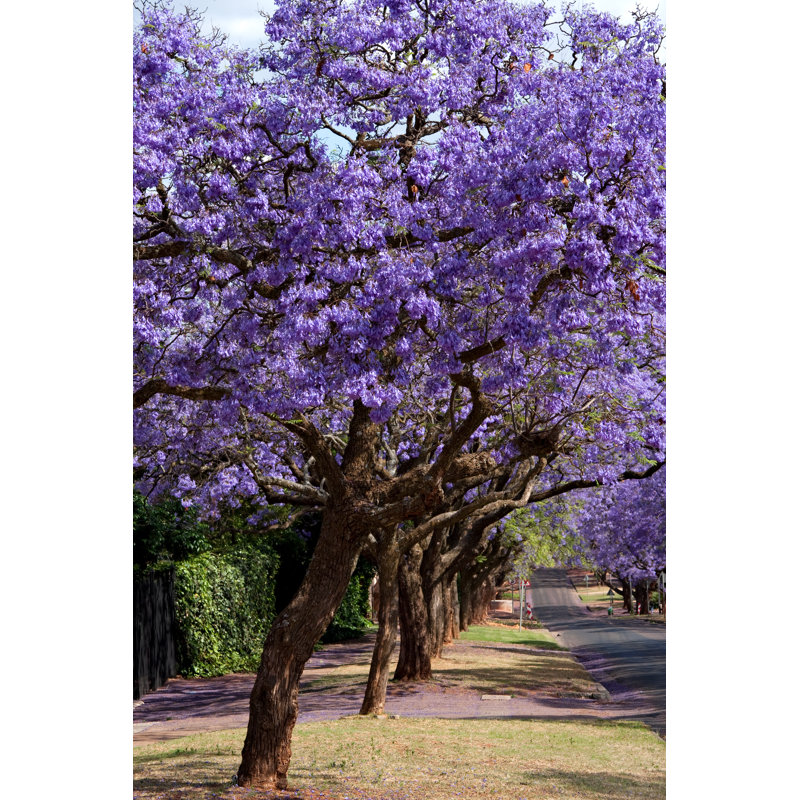 Jacaranda Trees by Lienkie - Wrapped Canvas Print, 46cm H x 30cm W