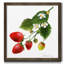 Strawberry Study II, reproduction d’art encadrée-243089450-243089460-239213638