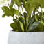 Hellebore Plant In Taupe Pot-11933142-11933140