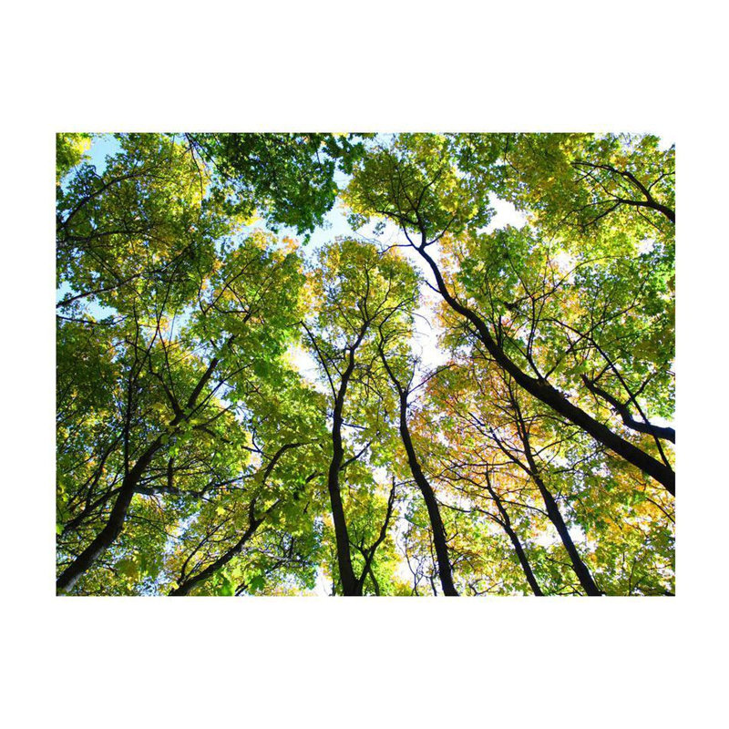 Adhésif mural Dayangku regardant les arbres, L 121 po x l 157 po