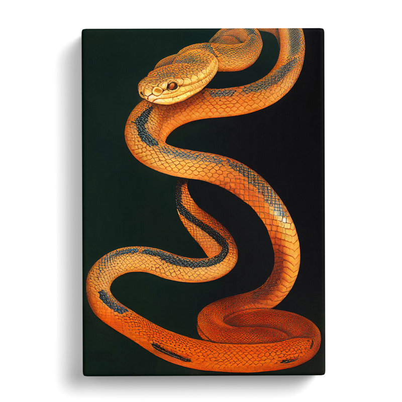 Amber Snake - Wrapped Canvas Print, 50cm H x 35cm W x 3cm D