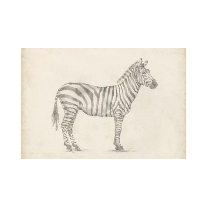 Zebra Sketch by Ethan Harper - Wrapped Canvas Print, 20.32 cm H x 30.48 cm W