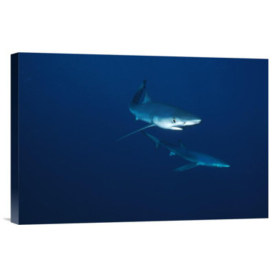 " Blue Shark Pair Underwater, California "