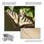 «Eastern Tiger Swallowtail Butterfly Wingspan» sur bois par Leslie Montgomery-1117220557