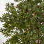 Arbre en bambou artificiel 72 po en pot