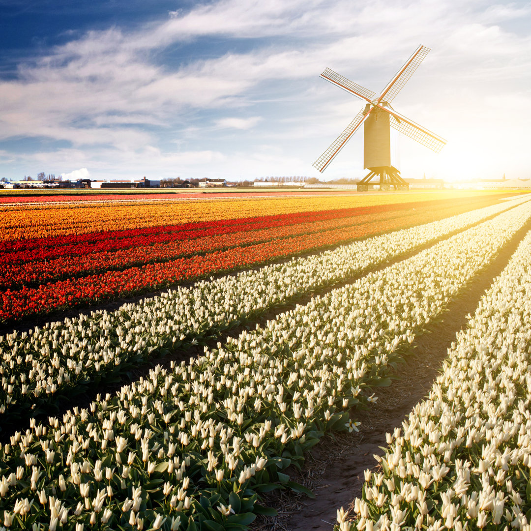 Leinwandbild Windmühle auf Tulpenfeld bei Sonnenuntergang