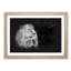 Wild Lioness - Picture Frame Graphic Art Print-56864191-56864186