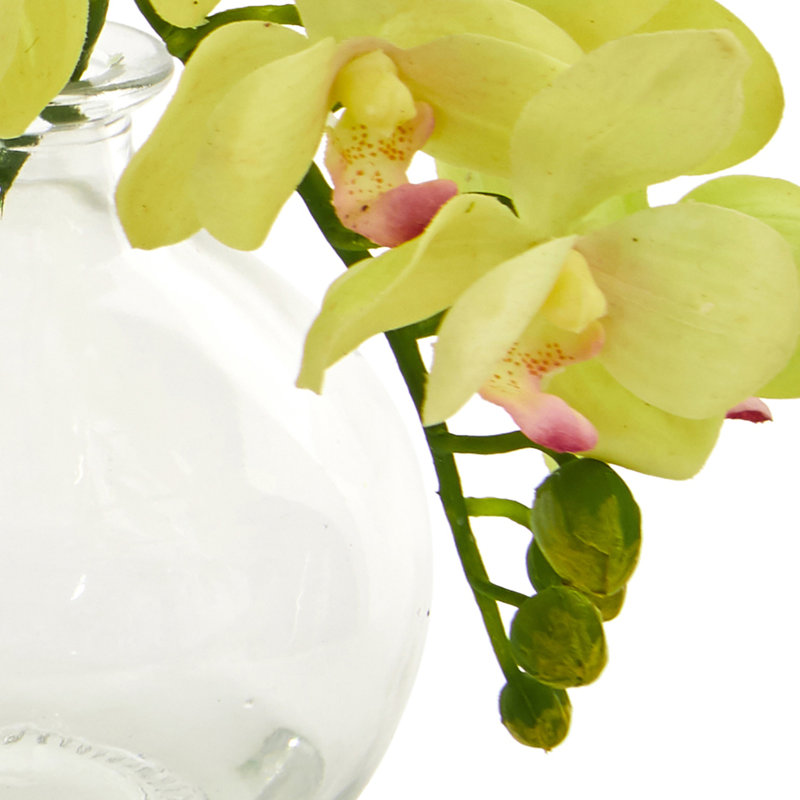 Elegant Trio Phalaenopsis Orchid & Philodendron Potted Arrangement