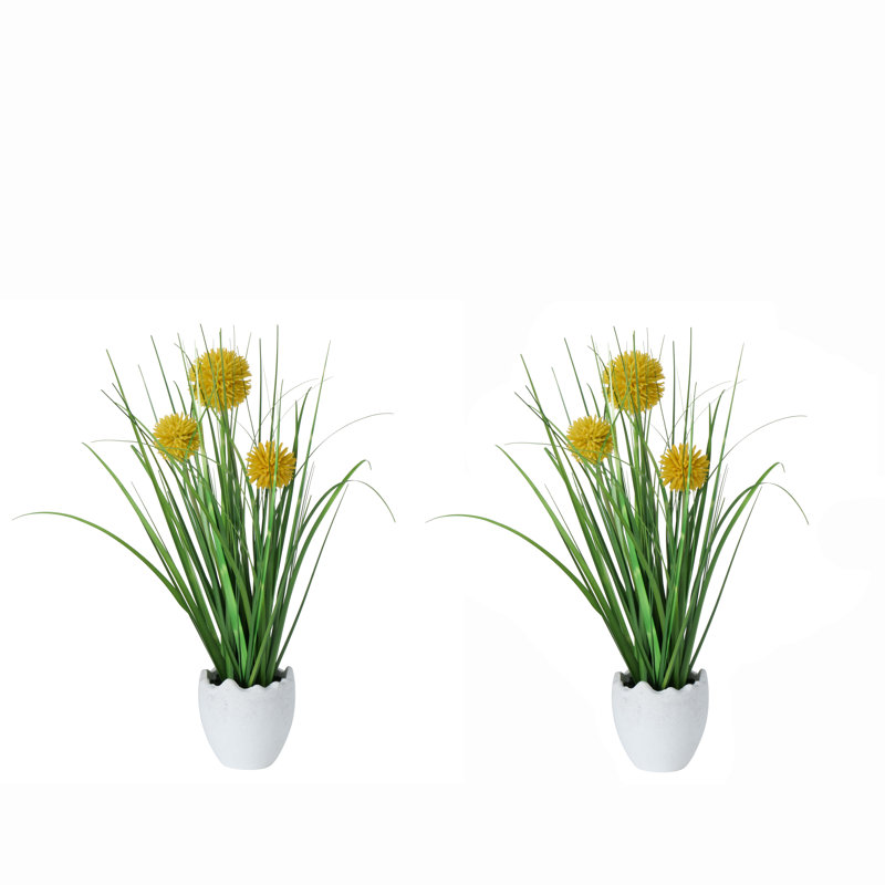 Arrangement floral Pom-Pom Billy-Button en pot