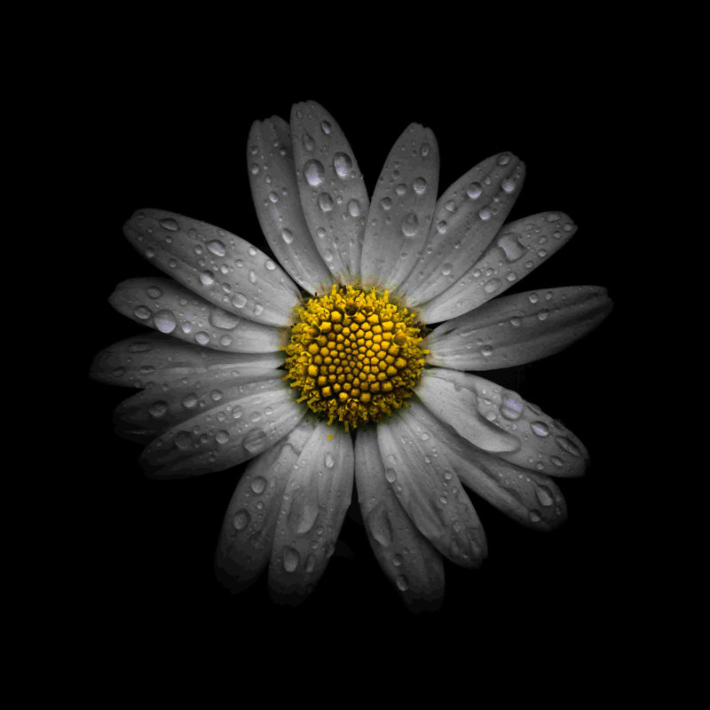 Marguerite blanche III - peinture sur toile tendue, H 12 po x l 12 po