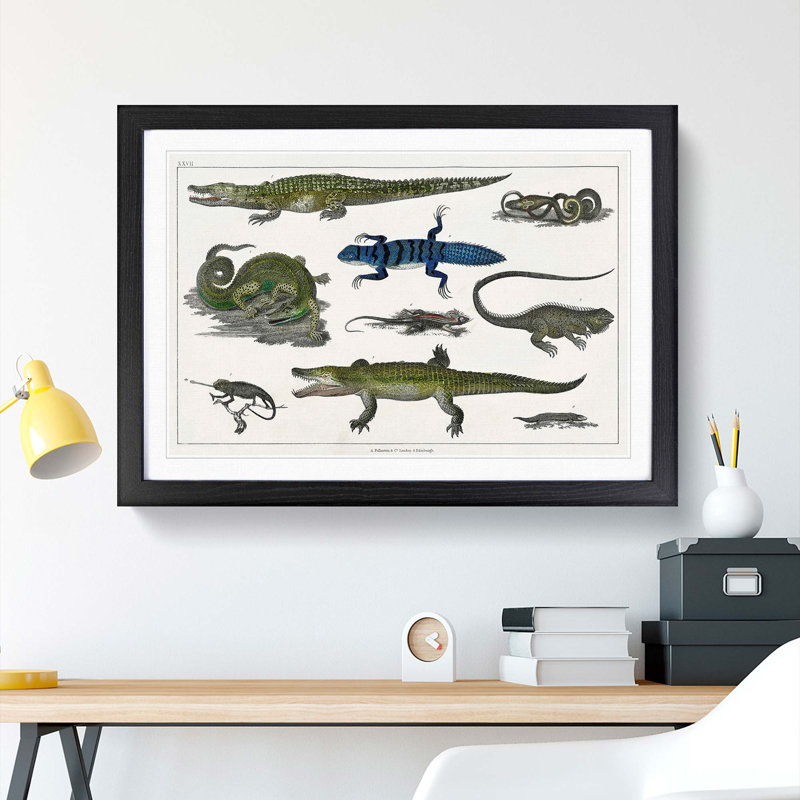 Various Reptiles XXVII by Oliver Goldsmith - Picture Frame Painting Print, 36cm H x 27cm W x 2cm D, Black Framed