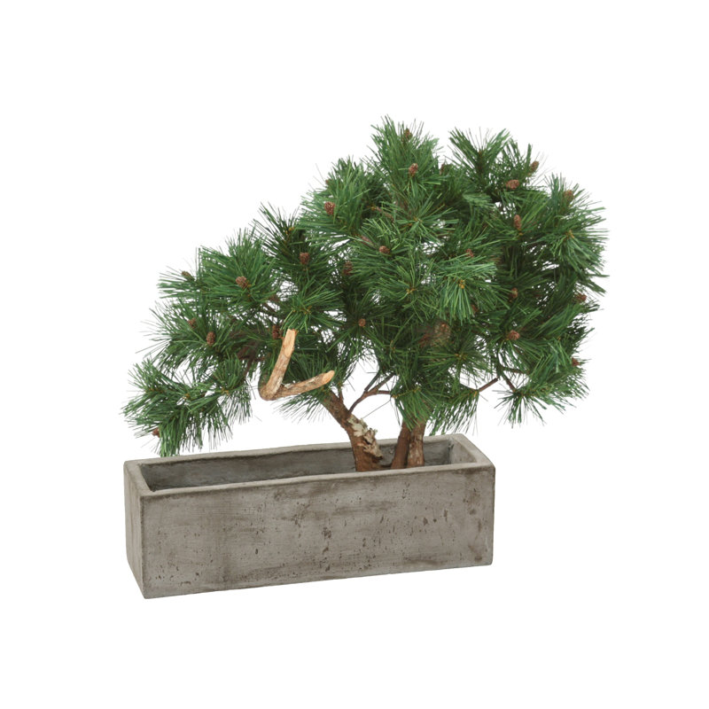 Pine Bonsai in Concrete Planter Box