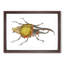 Hercules Beetle by George Shaw - Picture Frame Graphic Art Print-55641725-55641724