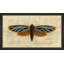 Crackled Moth 2 Painting