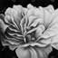 Magnifique fleur noire et blanche - toile grise contemporaine