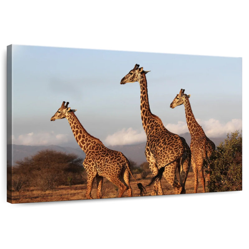 Brampt Three Brown Giraffes, 34" H x 51" W