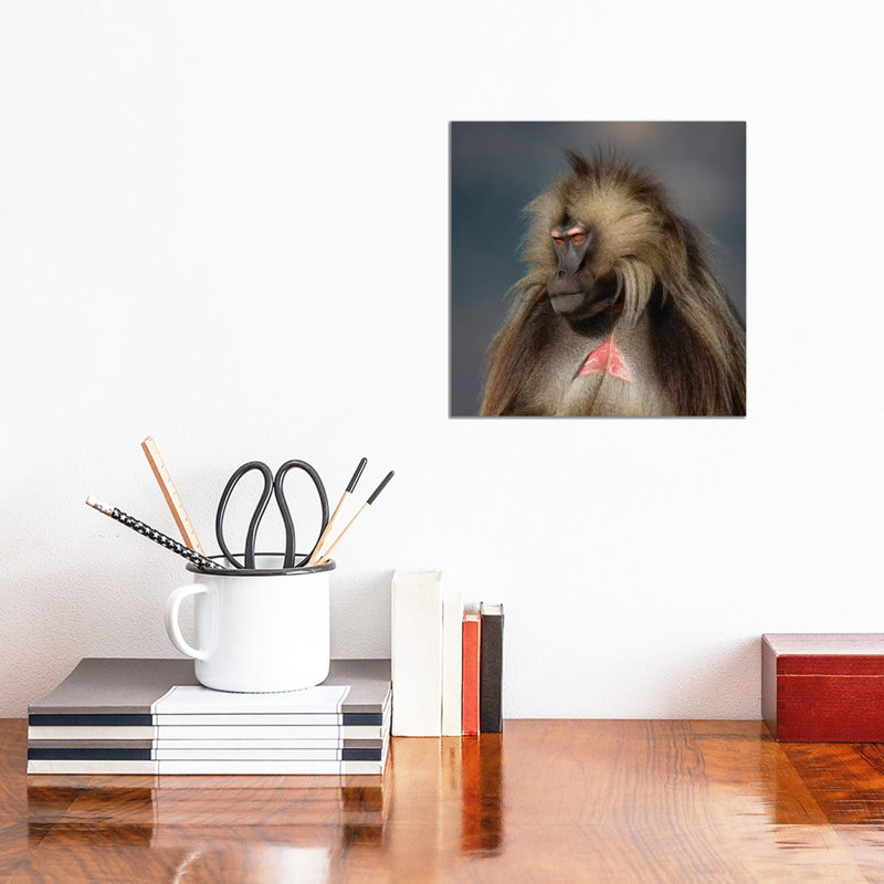 Gelada On Dark Background Ethiopia by Mogens Trolle - Wrapped Canvas Print, 30.48 cm H x 30.48 cm W